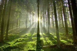 Ein schöner Platz für Baumbestattung; Wald durchflutet von Sonnenstrahlen die im Gegenlicht erstrahlen