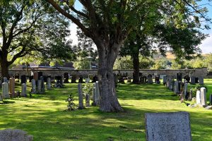 Bild eines Friedhofs mit wunderschönem großen Baum